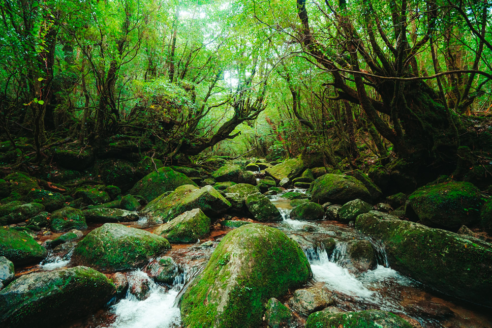 屋久島 鹿児島県 世界遺産