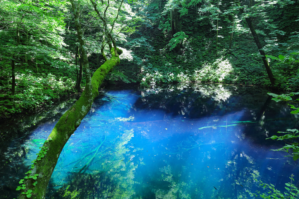 白神山地 青森県 世界遺産